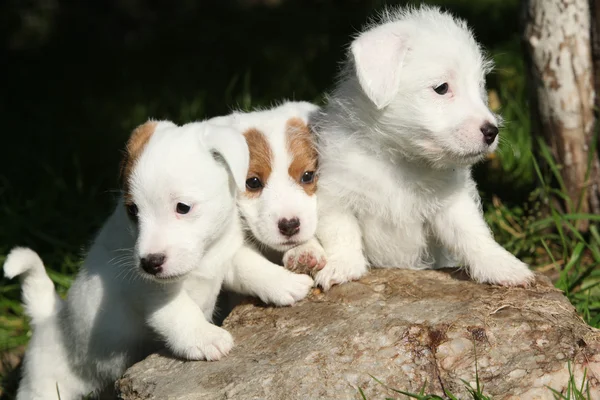 Hermosos cachorros de Jack Russell Terrier — Foto de Stock