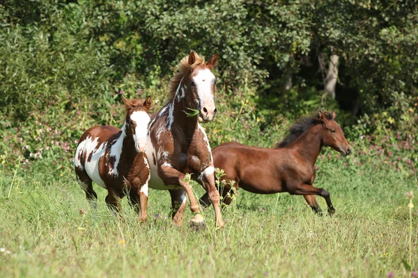 Grupo de caballos corriendo en libertad —  Fotos de Stock