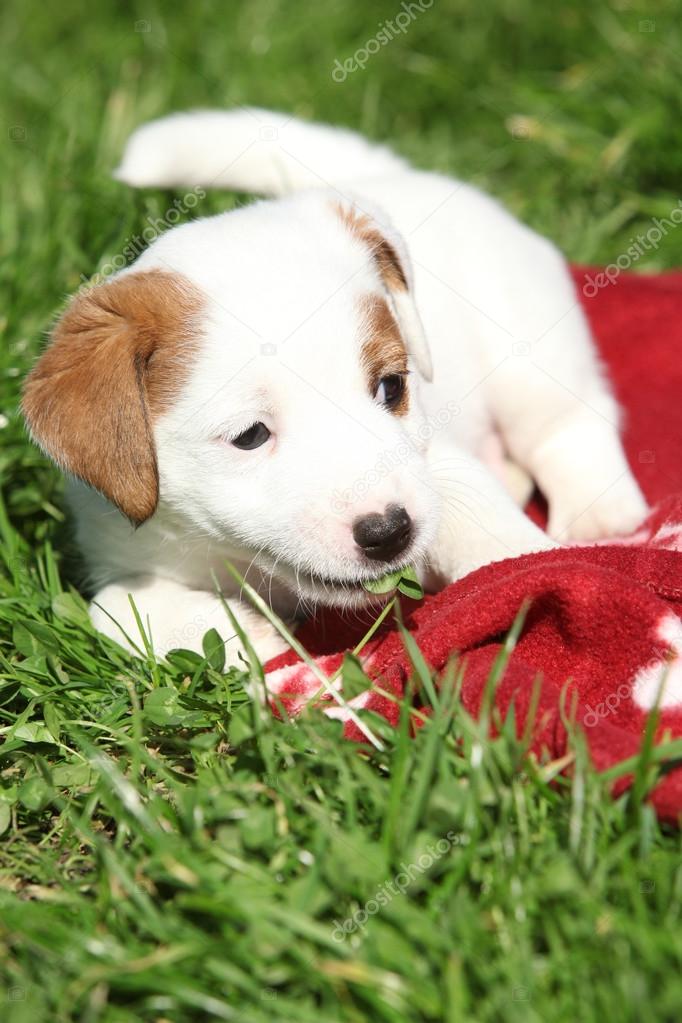 Fantastic jack russell terrier puppy lying