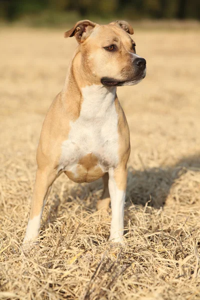 Belo American Staffordshire Terrier — Fotografia de Stock