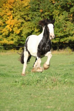 muhteşem İrlandalı cob otlak üzerinde çalışan