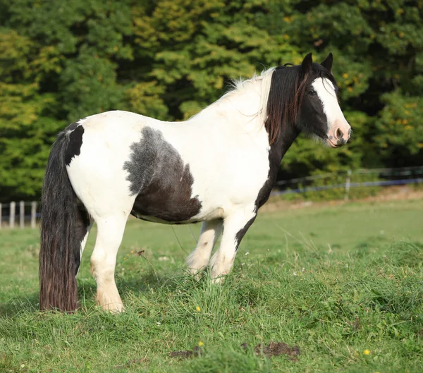 Gorgeous irish cob standing on pasture — Stock Photo, Image