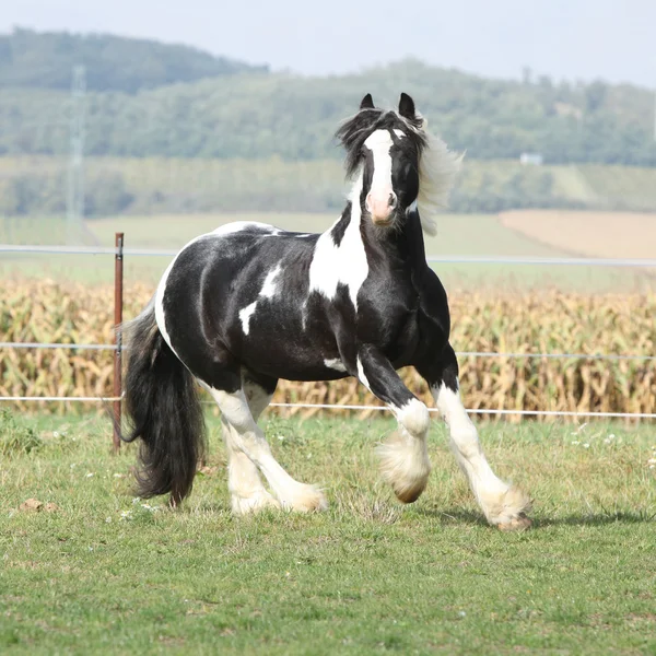 Gorgeous stallion with long flying mane — Stock Photo, Image
