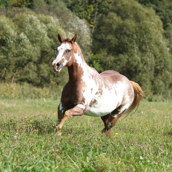 Gorgeous paint horse mare running in freedom — Stock Photo, Image