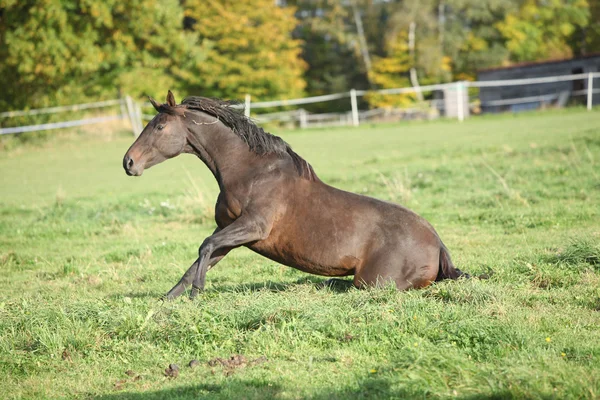 Nice brown horse rolling on pasturage — Stock Photo, Image