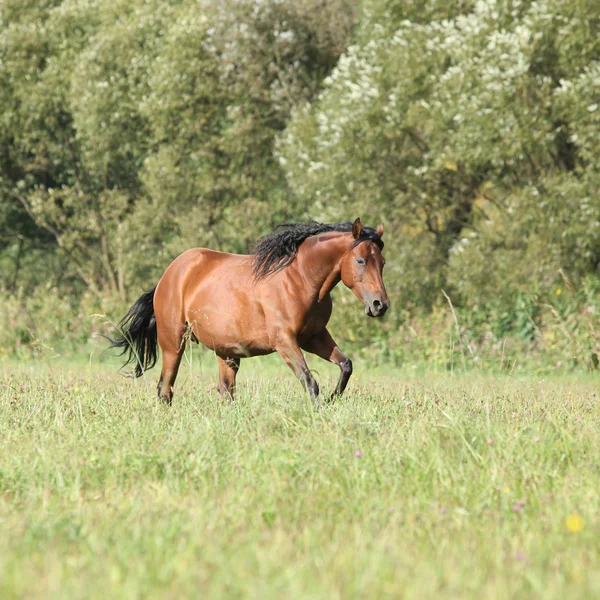 Cavalla marrone con criniera lunga in esecuzione — Foto Stock