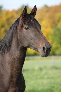 siyah yele ile güzel kahverengi warmblood