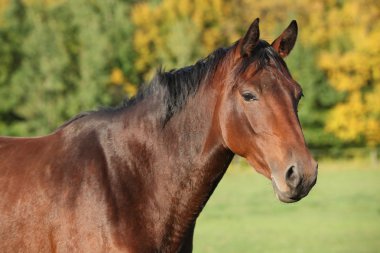 siyah yele ile güzel kahverengi warmblood