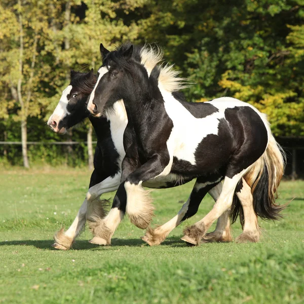 Two horses running on pasturage — Stock Photo, Image