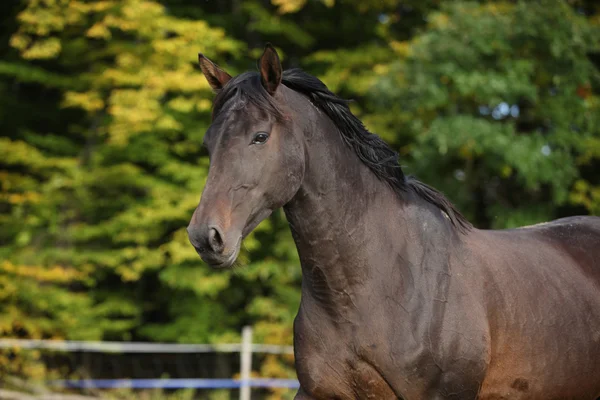 秋に実行されている素敵な茶色の馬 — ストック写真