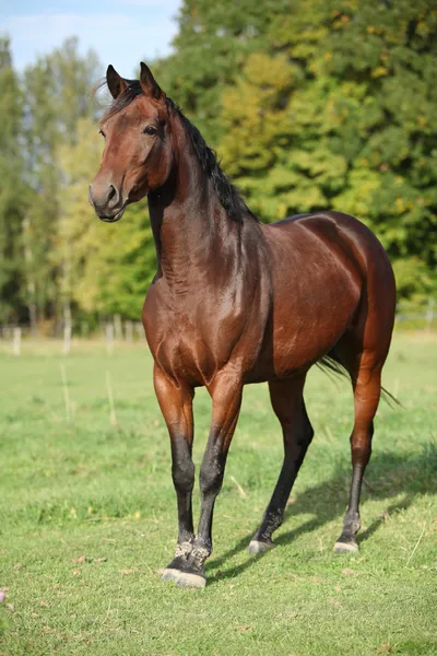 Nice brown warmblood with black mane — Stock Photo, Image