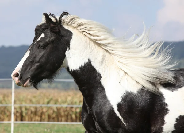 豪華な長い牡馬飛行たてがみ — ストック写真