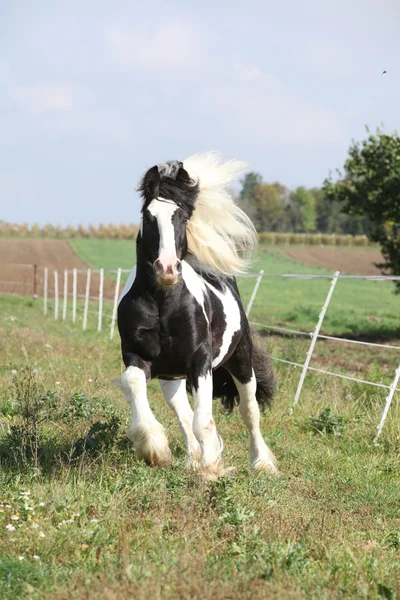 Wunderschöner Hengst mit langer fliegender Mähne — Stockfoto