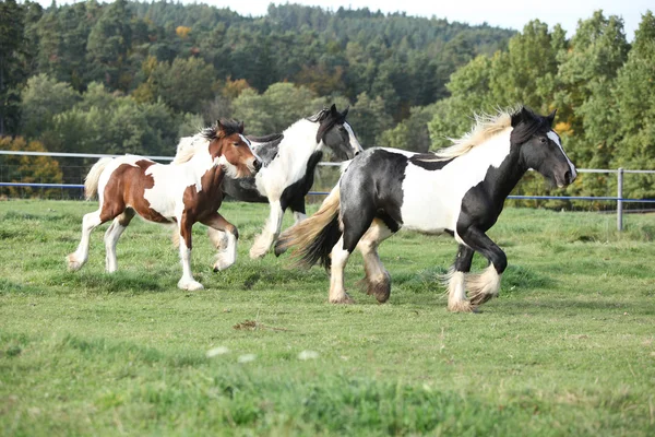 Група коней, що біжать на пасовищі — стокове фото