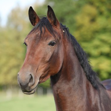 siyah yele ile güzel kahverengi warmblood