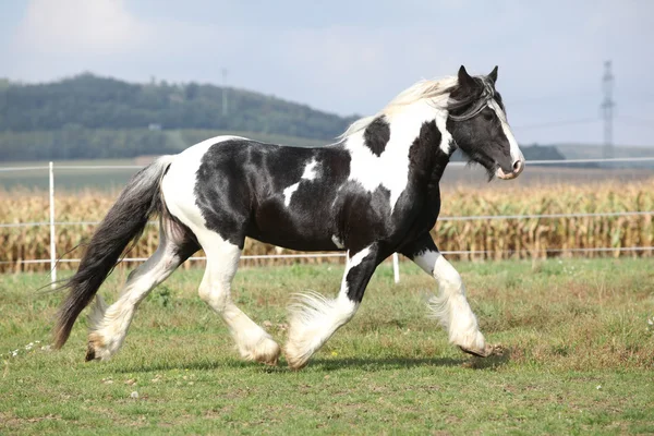 Gorgeous stallion with long flying mane — Stock Photo, Image