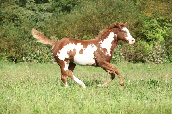 Nice paint horse foal running in autumn — Stock Photo, Image