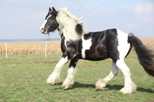 Vacker hingst med långa flygande mane — Stockfoto