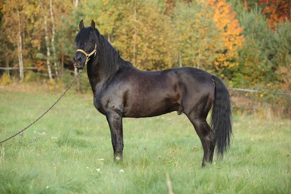 Nice andalusian stallion with long mane — Stock Photo, Image