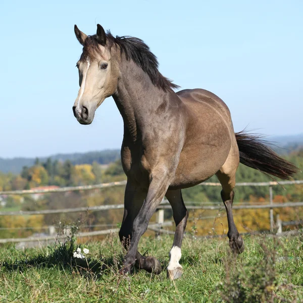 Joli cheval Kinsky courant en automne — Photo