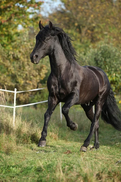 Splendido stallone nero in esecuzione in autunno — Foto Stock