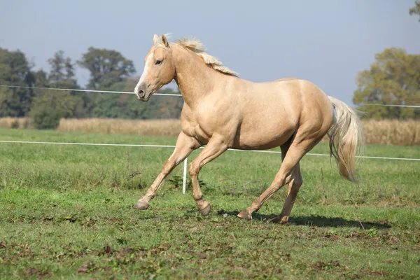 Palomino caballo de barrio corriendo en el pastizal — Foto de Stock