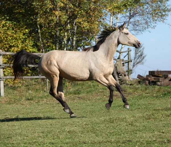 Joli cheval Kinsky courant en automne — Photo