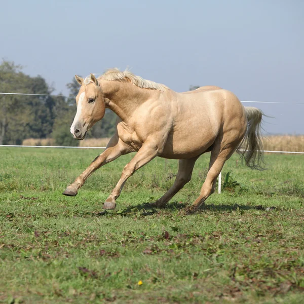 Palomino Viertel Pferd läuft auf Weide — Stockfoto