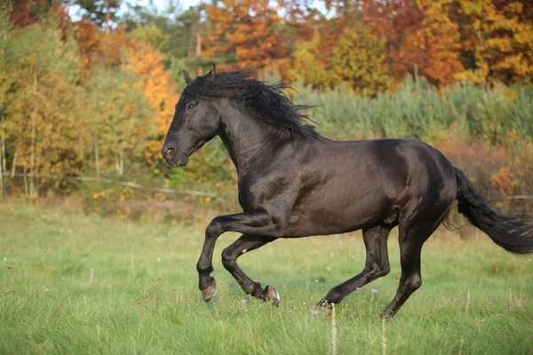 Garanhão preto lindo correndo no outono — Fotografia de Stock