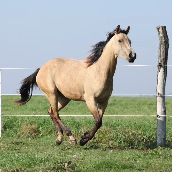 パロミノ クォーター馬の放牧で実行されています。 — ストック写真