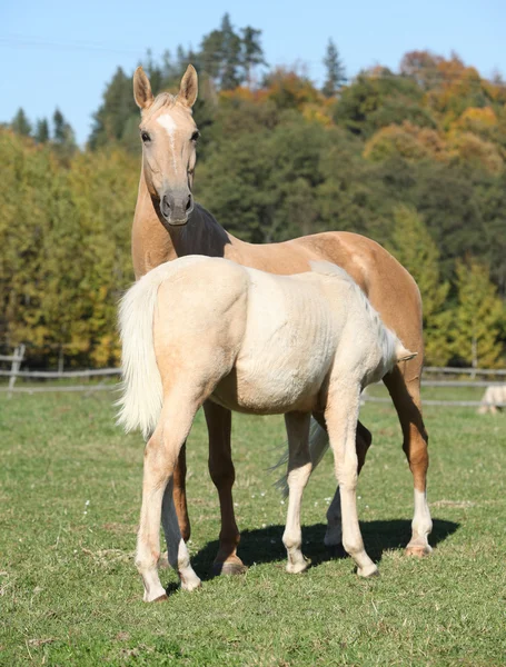Égua cavalo Kinsky com potro no outono — Fotografia de Stock