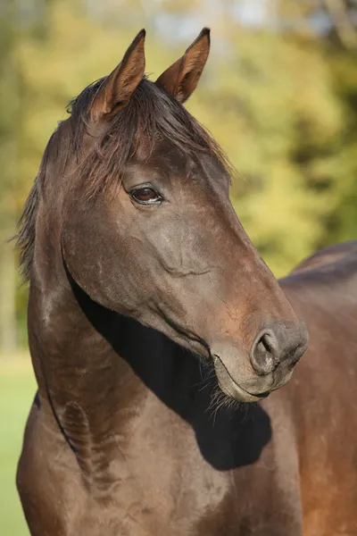 黒いたてがみと素敵な茶色 warmblood — ストック写真