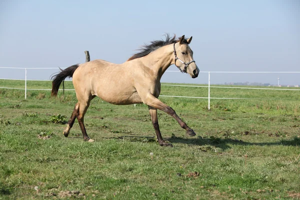 Palomino Viertel Pferd läuft auf Weide — Stockfoto