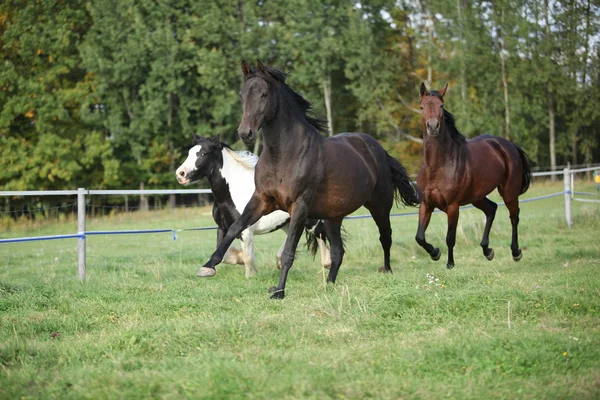 Grupo de caballos corriendo sobre pastizales — Foto de Stock