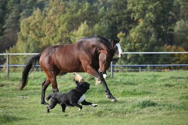 Dos caballos corriendo sobre pastizales — Foto de Stock