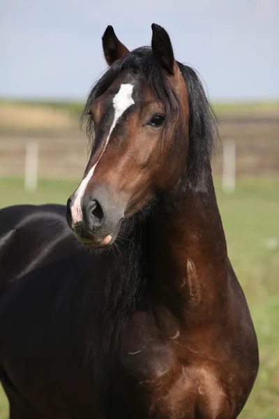 Portrait of nice brown stallion — Stock Photo, Image