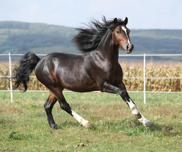 Bello stallone marrone con criniera lunga in esecuzione — Foto Stock