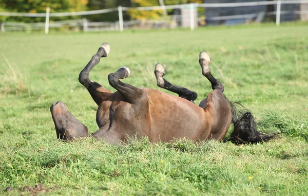Bel cavallo bruno che rotola sul pascolo — Foto Stock