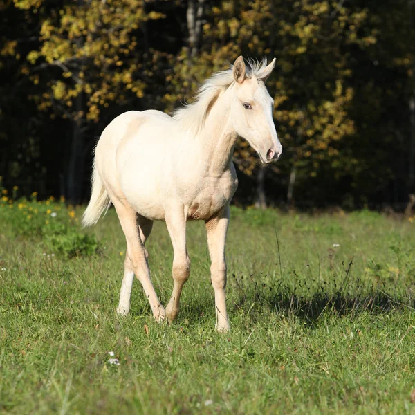 Bonito caballo Kinsky corriendo en otoño — Foto de Stock