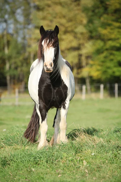 Gorgeous irish cob standing on pasture — Stock Photo, Image