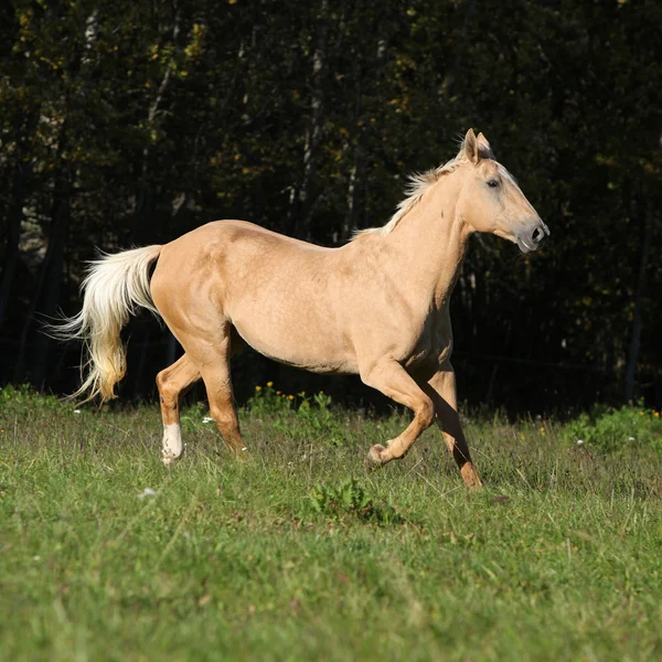 Nice Kinsky horse running in autumn — Stock Photo, Image