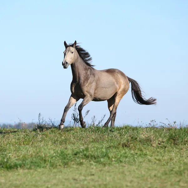 Trevlig kinsky häst körs i höst — Stockfoto