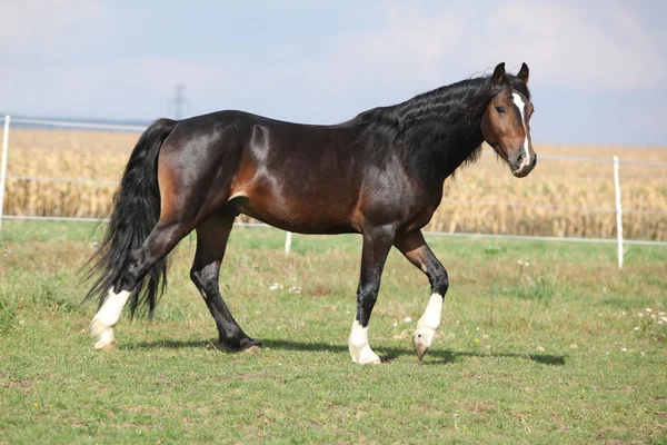 Bonito semental marrón con melena larga corriendo — Foto de Stock