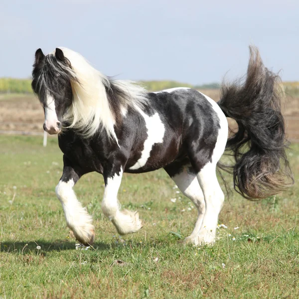 Underbara irish cob med lång mane hoppning — Stockfoto