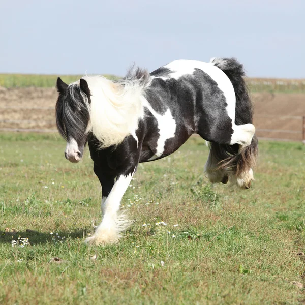 Underbara irish cob med lång mane hoppning — Stockfoto