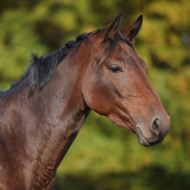 siyah yele ile güzel kahverengi warmblood