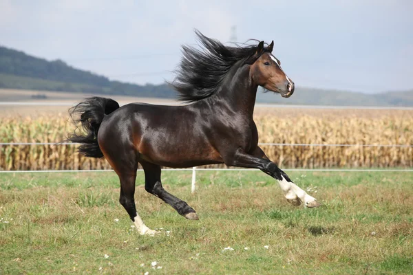 Nice brown stallion with long mane running — Stock Photo, Image