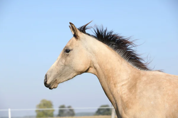 Palomino závodního koně běží na pastvin — Stock fotografie
