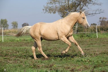 Palomino çeyrek at otlak üzerinde çalışan