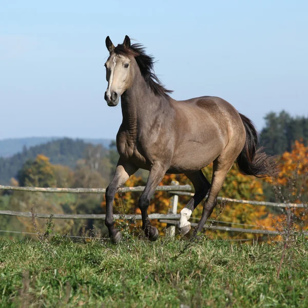 Bonito caballo Kinsky corriendo en otoño —  Fotos de Stock